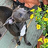 Peanut is registered to the contest to win money with this photo: animal, blue_collar, brown_fur, curious, deck, dog, flowers, garden, outdoor, patio, pet, pointed_ears, portrait, potted_plants, puppy, short_hair, sniffing, terracotta_pots, white_chest, yellow_flowers