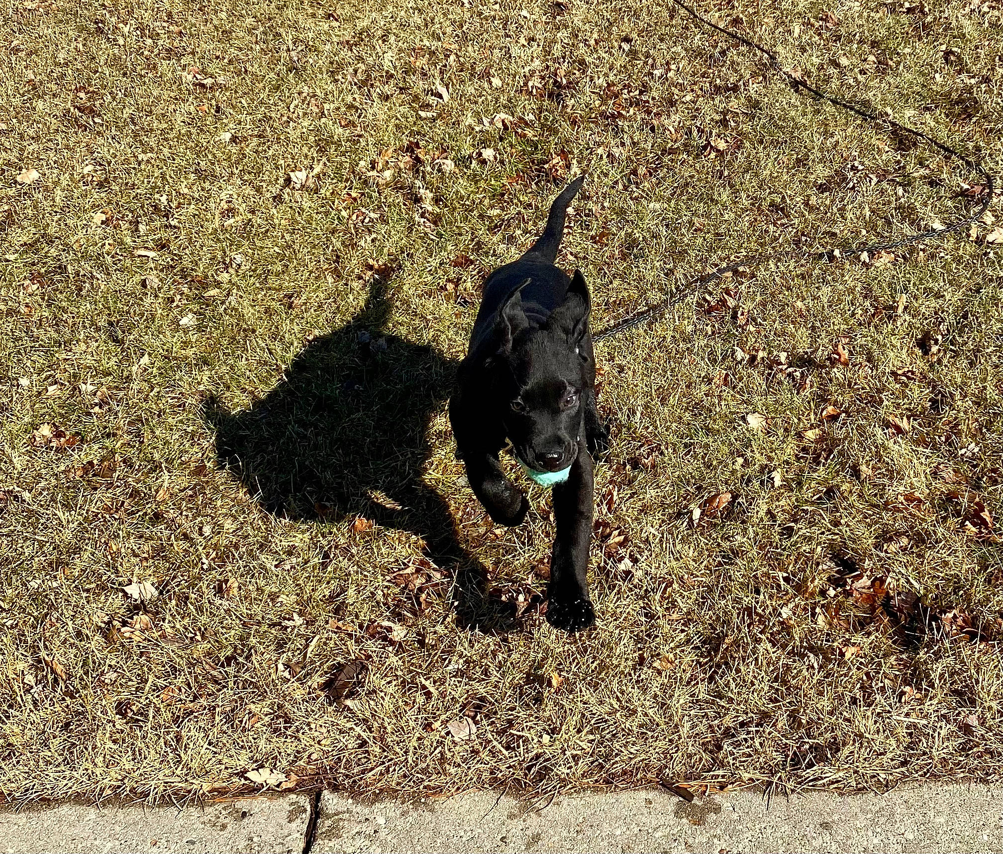 Adrian joined the competition — help win amazing prizes! asphalt, carnivore, dog, dog_breed, grass, guard_dog, leash, mammal, paw, road_surface, sand, shadow, soil, sporting_group, tail, tar, terrestrial_animal, tints_and_shades, vertebrate, working_animal