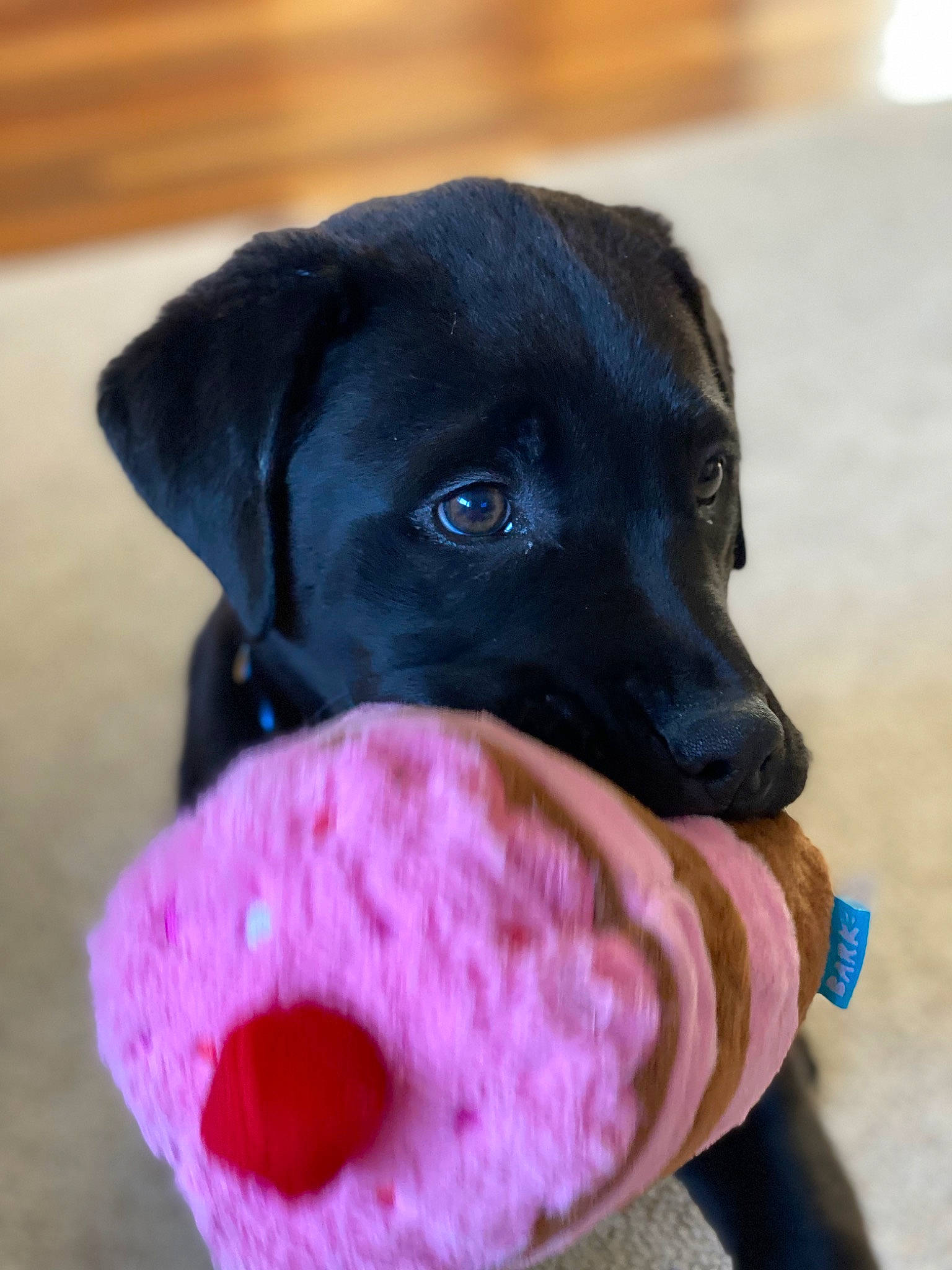 Adrian joined the competition — help win amazing prizes! borador, canidae, carnivore, collar, companion_dog, dog, dog_breed, dog_collar, dog_supply, dog_toy, fashion_accessory, fawn, fur, magenta, paw, pet_supply, retriever, snout, whiskers, working_animal