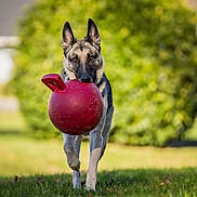 Lily joined the competition — help win amazing prizes! dog, german_shepherd, ball, toy, grass, outdoor, park, pet, fetch, running, mouth, ears, eyes, bokeh, blur, sunny, playful, canine, portrait, daytime