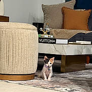 Luna is registered to the contest to win money with this photo: kitten, cat, calico, indoor, living_room, ottoman, coffee_table, rug, cushions, pillows, decor, book, floor, tile, furniture, small_pet, cute, pet_collar, star_tag, cozy
