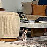 kitten, cat, calico, indoor, living_room, ottoman, coffee_table, rug, cushions, pillows, decor, book, floor, tile, furniture, small_pet, cute, pet_collar, star_tag, cozy