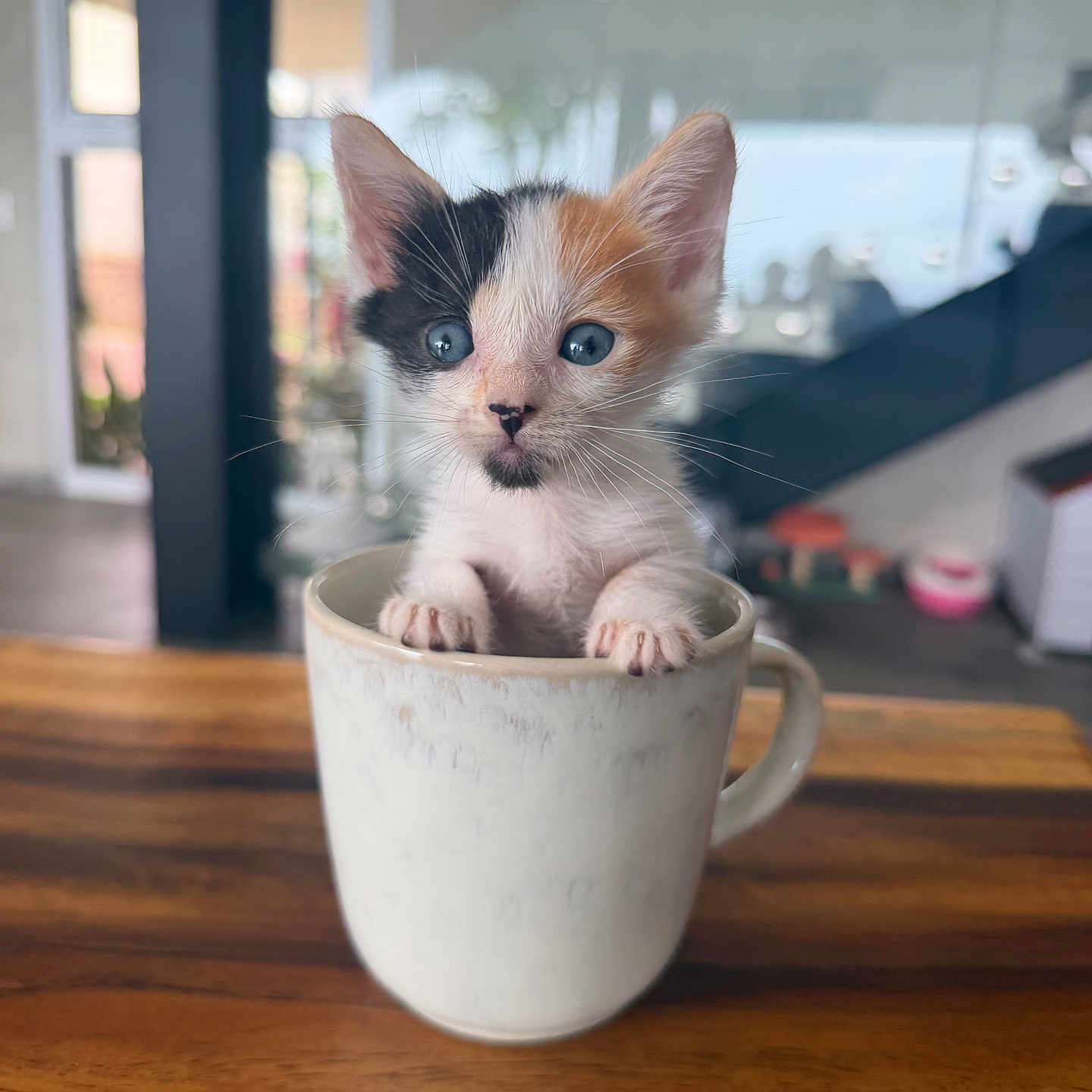 Luna joined the competition — help win amazing prizes! kitten, cat, calico, mug, wooden_table, indoor, pet, animal, cute, small, curious, blue_eyes, paws, domestic_cat, feline, house, background_blur, young, sitting, portrait