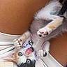 Luna is registered to the contest to win money with this photo: kitten, calico, cat, playful, tongue_out, collar, bell, paws, upside_down, person, lap, white_clothing, skin, cute, pet, fur, closeup, indoor, tiny, curious_eyes