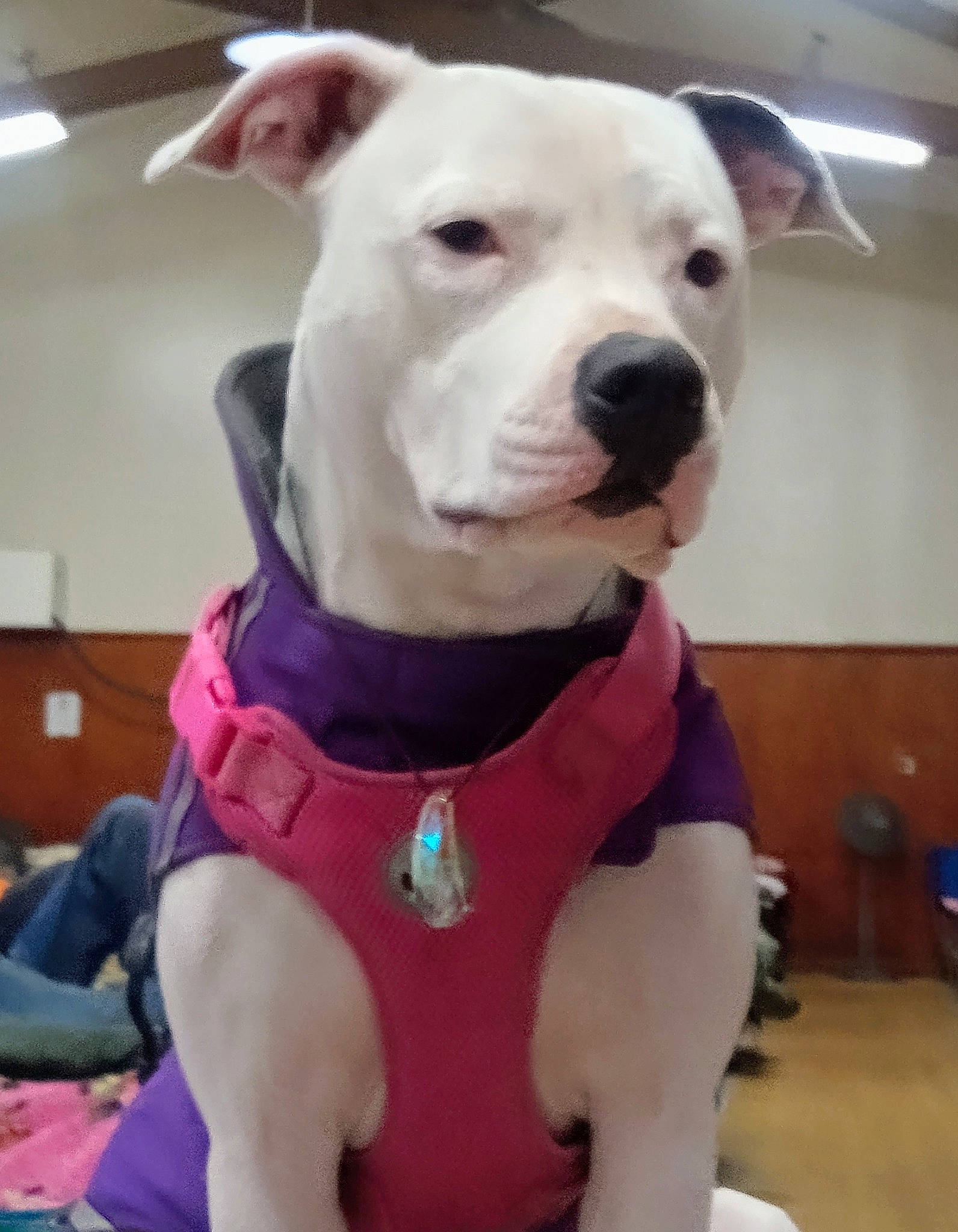 Ms.vixen is registered to the contest to win money with this photo: canidae, carnivore, collar, companion_dog, dog, dog_breed, dog_clothes, dog_collar, dog_supply, fashion_accessory, fawn, fur, leash, non_sporting_group, pet_supply, pink, snout, sporting_group, tail, working_animal