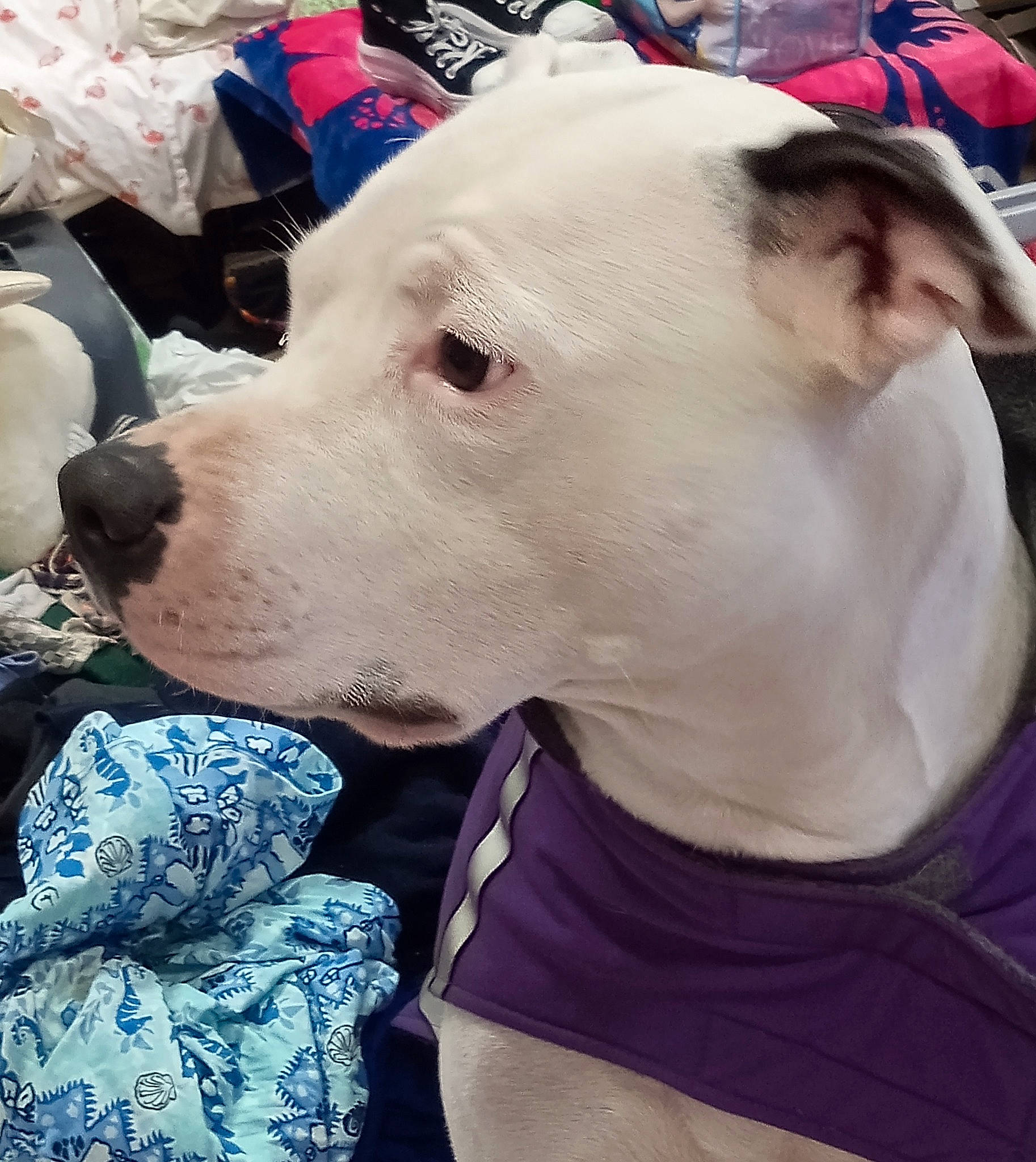 Ms.vixen joined the competition — help win amazing prizes! canidae, carnivore, collar, companion_dog, dog, dog_breed, dog_collar, dog_supply, dogo_argentino, english_white_terrier, fawn, fur, leash, pet_supply, selfie, snout, sporting_group, toy_dog, whiskers, working_animal