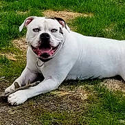 Thor is registered to the contest to win money with this photo: dog, white_dog, grass, stick, outdoor, pet, canine, animal, playful, lying_down, collar, nature, happy, tongue_out, ears, paws, ground, smiling, summer, daytime