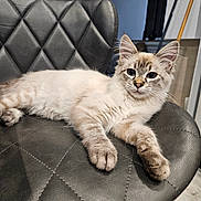 Pancho participe au concours pour gagner de l'argent avec cette photo : cat, feline, pet, animal, indoor, chair, leather, black, fur, whiskers, ears, relaxed, cute, tabby, domestic, mammal, paw, sitting, home, furniture