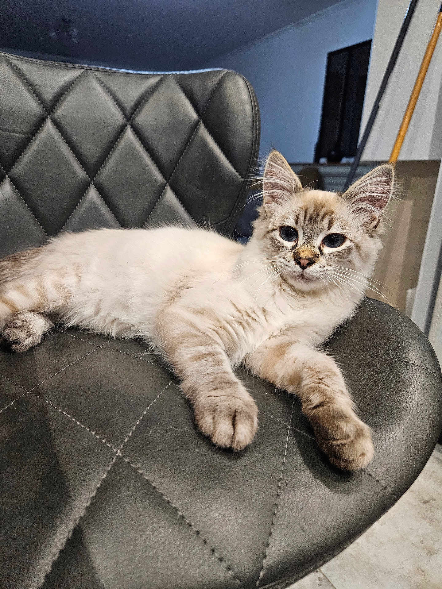 Pancho participe au concours pour gagner de l'argent avec cette photo : cat, feline, pet, animal, indoor, chair, leather, black, fur, whiskers, ears, relaxed, cute, tabby, domestic, mammal, paw, sitting, home, furniture