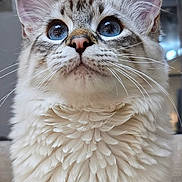 Pancho participe au concours pour gagner de l'argent avec cette photo : animal, blue_eyes, cat, close_up, curious, cute, domestic_animal, ear, face, feline, fluffy, indoor, looking_up, mammal, nose, pet, portrait, soft_fur, whiskers, young_cat