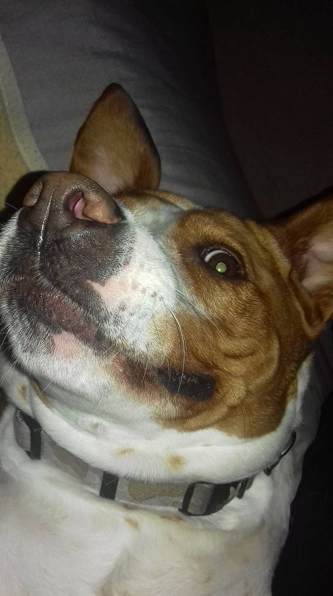 Naya a rejoint le concours — aidez-le/la à gagner de superbes lots ! ancient_dog_breeds, canidae, carnivore, collar, companion_dog, dog, dog_breed, dog_collar, ear, fawn, fur, mammal, non_sporting_group, sporting_group, terrestrial_animal, terrier, vertebrate, whiskers, working_animal