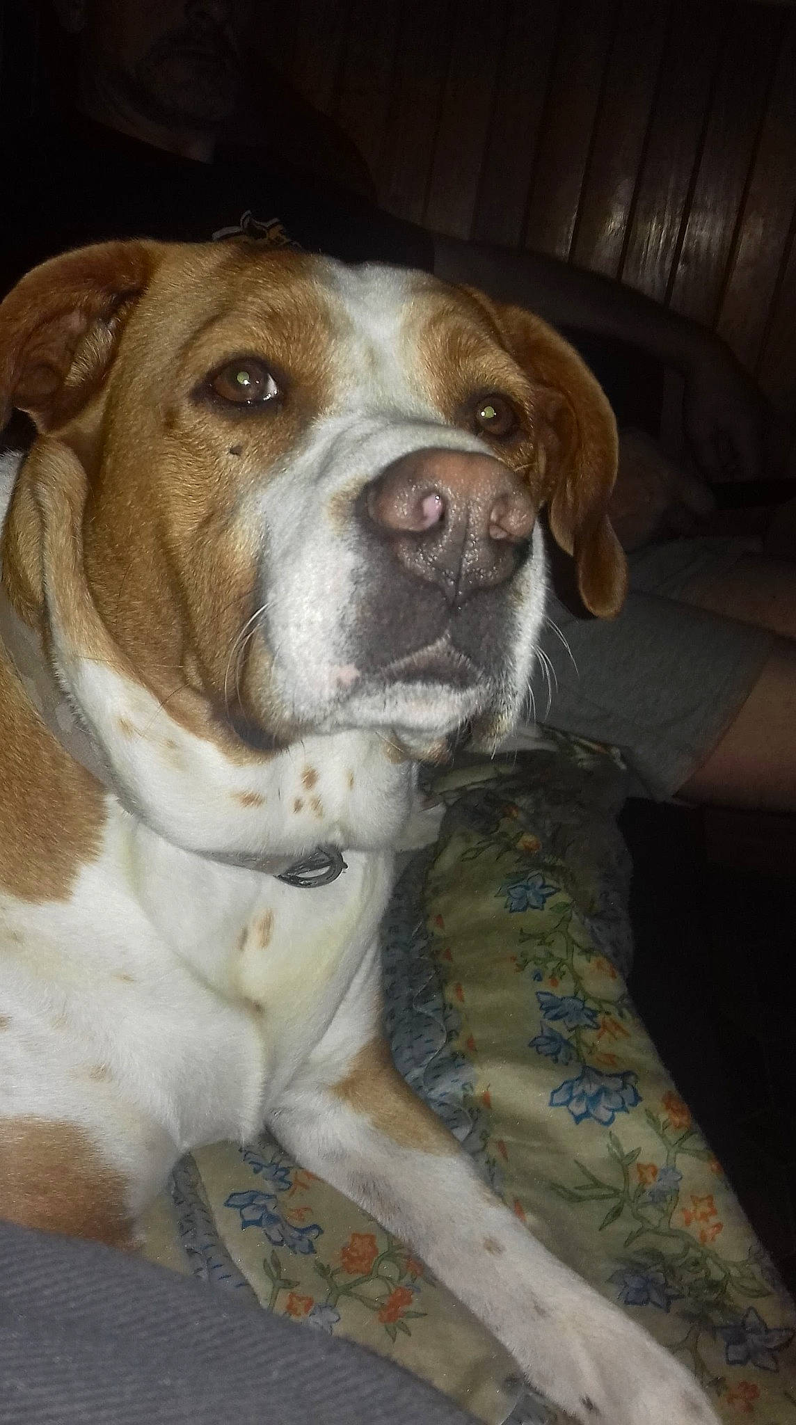 Naya a rejoint le concours — aidez-le/la à gagner de superbes lots ! carnivore, companion_dog, dog, dog_breed, fawn, liver, whiskers, working_animal