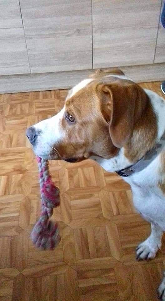 Naya participe au concours pour gagner de l'argent avec cette photo : carnivore, collar, companion_dog, dog, dog_breed, dog_collar, dog_supply, fawn, finnish_hound, flooring, gun_dog, hardwood, hound, liver, pet_supply, scent_hound, snout, sporting_group, wood, working_animal