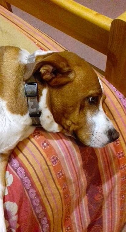 Naya participe au concours pour gagner de l'argent avec cette photo : canidae, carnivore, collar, comfort, companion_dog, dog, dog_bed, dog_breed, dog_supply, fawn, fur, hound, liver, non_sporting_group, puppy, scent_hound, snout, sporting_group, whiskers, working_animal