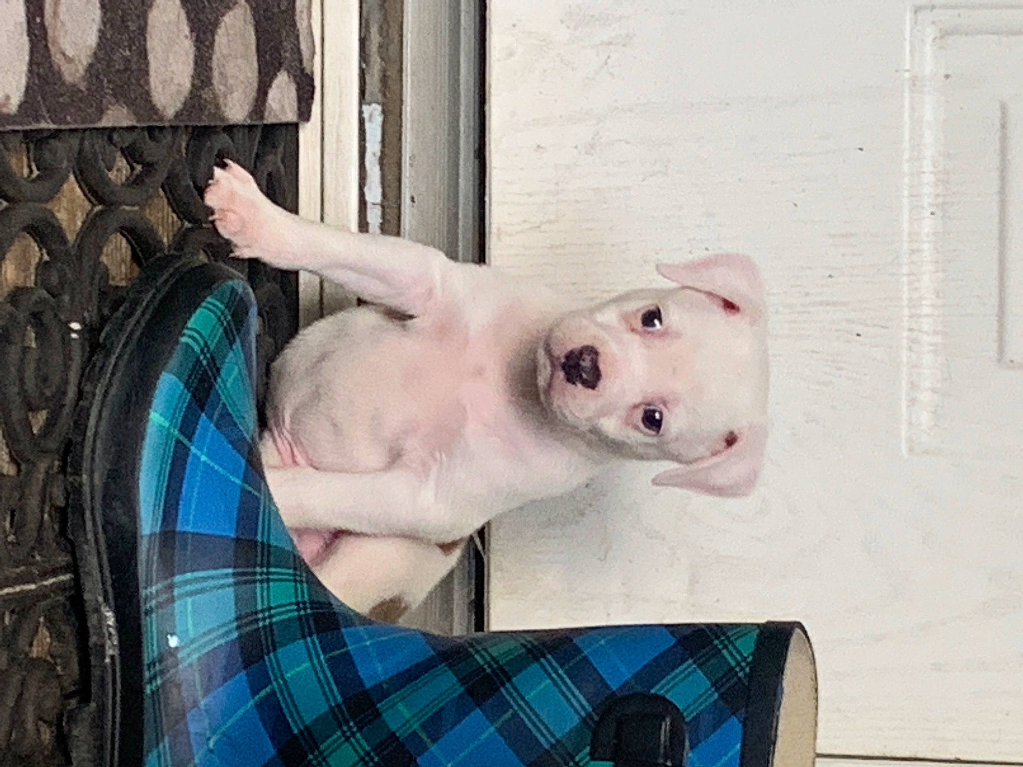 Tibadoux is registered to the contest to win money with this photo: canidae, carnivore, collar, comfort, companion_dog, dog, dog_breed, dog_supply, fawn, linens, mammal, pattern, pet_supply, plaid, snout, sporting_group, tail, tartan, whiskers, working_animal