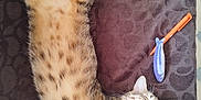 Minou a rejoint le concours — aidez-le/la à gagner de superbes lots ! cat, tabby, sleeping, stretched_out, relaxed, indoor, blanket, patterned, fur, whiskers, paw, pet, cute, cozy, animal, mammal, domestic, feline, resting, bed
