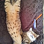 cat, tabby, sleeping, stretched_out, relaxed, indoor, blanket, patterned, fur, whiskers, paw, pet, cute, cozy, animal, mammal, domestic, feline, resting, bed