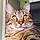 Minou