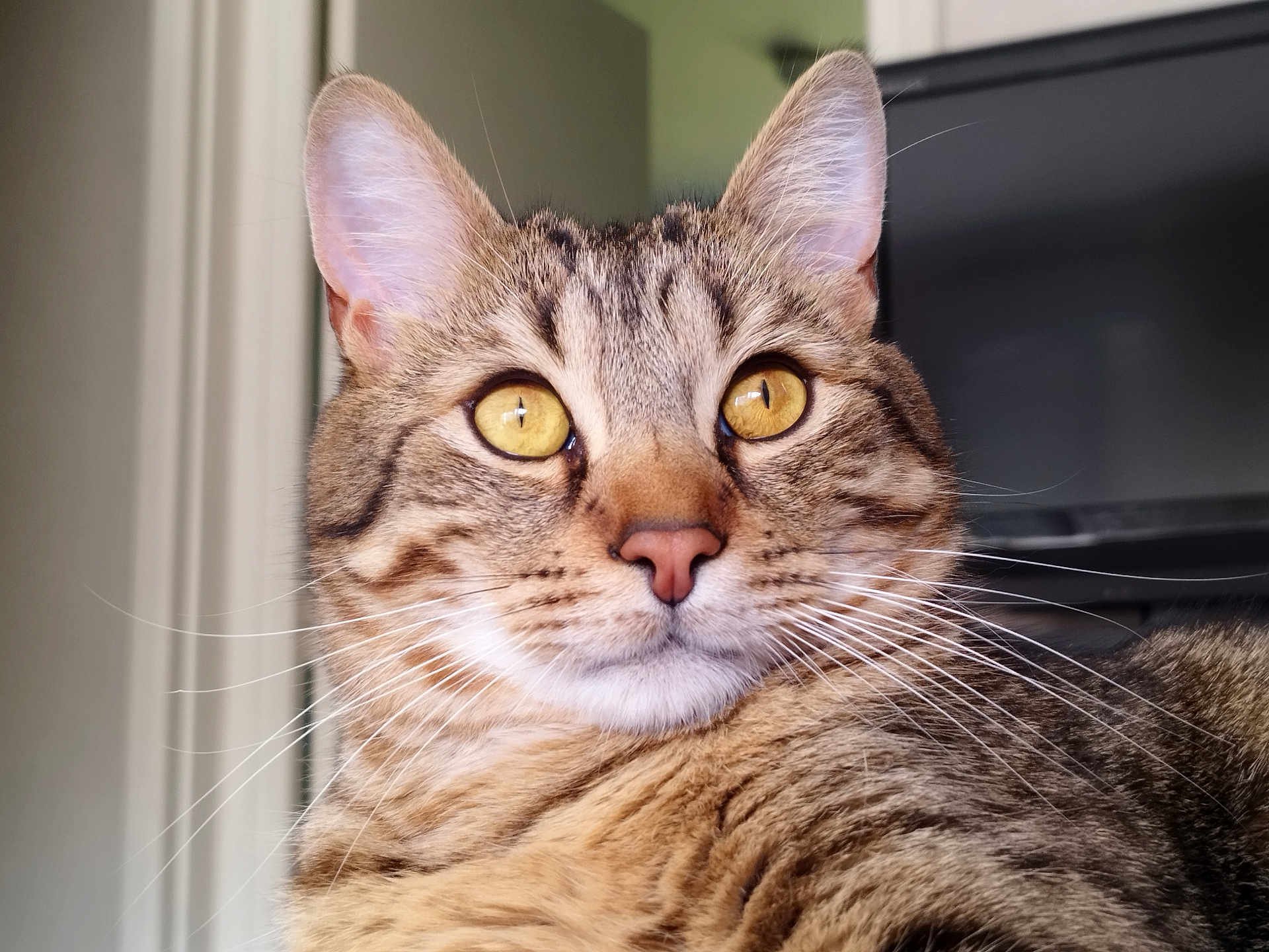 Minou a rejoint le concours — aidez-le/la à gagner de superbes lots ! cat, tabby, close_up, golden_eyes, whiskers, fur, indoor, pet, animal, face, ears, portrait, feline, looking_away, domestic_cat, mammal, cute, alert, soft_light, background_blur