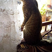 Minou participe au concours pour gagner de l'argent avec cette photo : cat, tabby, indoor, curtain, lace, window, sunlight, couch, pattern, furniture, pet, animal, sitting, profile, side_view, domestic_cat, home, quiet, still_life, curious