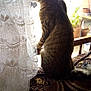 cat, tabby, indoor, curtain, lace, window, sunlight, couch, pattern, furniture, pet, animal, sitting, profile, side_view, domestic_cat, home, quiet, still_life, curious