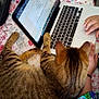 Minou participe au concours pour gagner de l'argent avec cette photo : cat, tabby, laptop, keyboard, person, hand, bedspread, floral_pattern, indoor, technology, pet, animal, computer, working, curious, cozy, resting, home, distraction, colorful_clothing