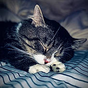 Roger is registered to the contest to win money with this photo: cat, tabby, sleeping, paws, whiskers, striped_blanket, close_up, indoor, relaxation, pet, fur, cute, animal, cozy, rest, nap, domestic_cat, soft_lighting, peaceful, portrait