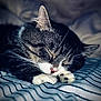 cat, tabby, sleeping, paws, whiskers, striped_blanket, close_up, indoor, relaxation, pet, fur, cute, animal, cozy, rest, nap, domestic_cat, soft_lighting, peaceful, portrait