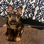 Omni joined the competition — help win amazing prizes! animal, bed, blanket, brown, carpet, chain, curious, cute, dog, ear, floor, french_bulldog, fur, indoor, navy_blue, pattern, pet, puppy, sitting, white