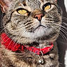 cat, tabby, pet, collar, bell, fur, whiskers, yellow_eyes, sunlight, shadow, closeup, portrait, striped, animal, domestic_cat, cute, feline, indoor, red_collar, relaxed