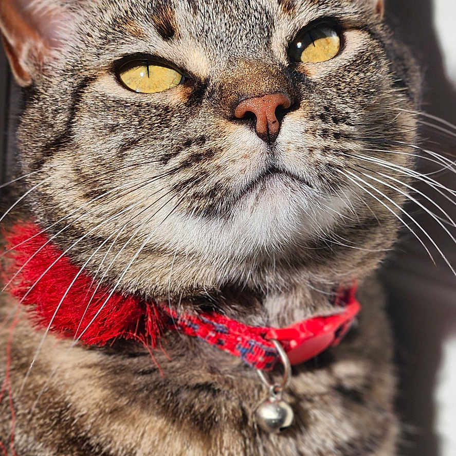 Melba