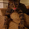 Melba joined the competition — help win amazing prizes! cat, tabby, paws, licking, couch, indoor, pet, feline, whiskers, relaxed, brown, striped, fur, claws, closeup, animal, home, cute, playful, resting