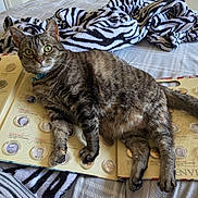Melba joined the competition — help win amazing prizes! album, bed, blanket, cat, closeup, coin_collection, coins, collection, curious, domestic_cat, feline, green_eyes, historical, indoor, lying_down, pet, relaxed, striped, tabby_cat, zebra_pattern