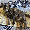 album, bed, blanket, cat, closeup, coin_collection, coins, collection, curious, domestic_cat, feline, green_eyes, historical, indoor, lying_down, pet, relaxed, striped, tabby_cat, zebra_pattern