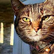 Melba joined the competition — help win amazing prizes! cat, tabby, close_up, green_eyes, whiskers, pink_nose, collar, bell, indoor, sunlight, fur, portrait, pet, animal, domestic_cat, feline, focused, detailed, soft_light, background_blur