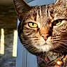 cat, tabby, close_up, green_eyes, whiskers, pink_nose, collar, bell, indoor, sunlight, fur, portrait, pet, animal, domestic_cat, feline, focused, detailed, soft_light, background_blur