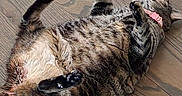 Melba is registered to the contest to win money with this photo: cat, tabby_cat, pet, animal, feline, collar, floor, wood_floor, indoor, resting, lying_down, paws, fur, striped, cute, relaxed, sleeping, domestic_animal, close_up, pink_collar