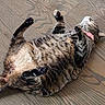 cat, tabby_cat, pet, animal, feline, collar, floor, wood_floor, indoor, resting, lying_down, paws, fur, striped, cute, relaxed, sleeping, domestic_animal, close_up, pink_collar