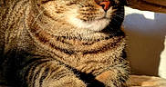 Melba is registered to the contest to win money with this photo: animal, beige, cat, closeup, cozy, cute, domestic_animal, feline, fur, indoor, paws, pet, portrait, relaxation, resting, soft, striped, sunlight, tabby, whiskers