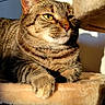 Melba is registered to the contest to win money with this photo: cat, tabby, feline, pet, animal, resting, sunlight, indoor, cozy, fur, whiskers, paws, portrait, closeup, relaxation, soft, beige, striped, cute, domestic_animal