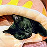 Ulice a rejoint le concours — aidez-le/la à gagner de superbes lots ! black_cat, cat, pet, animal, sleeping, cozy, blanket, bed, soft, fur, whiskers, ear, resting, indoor, cute, relaxed, comfort, orange, yellow, pattern