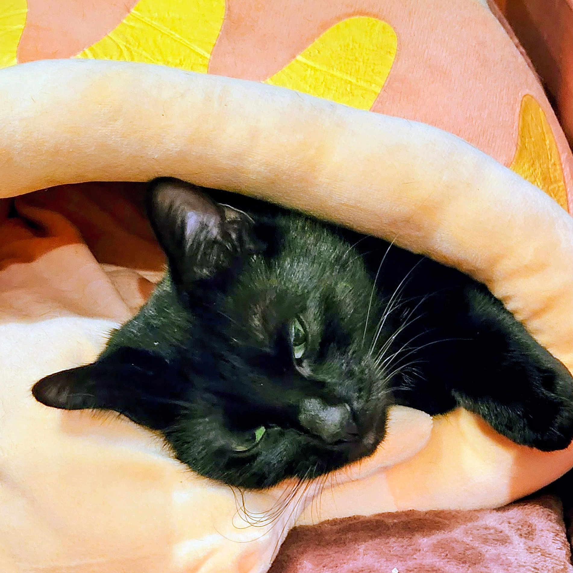 Ulice a rejoint le concours — aidez-le/la à gagner de superbes lots ! black_cat, cat, pet, animal, sleeping, cozy, blanket, bed, soft, fur, whiskers, ear, resting, indoor, cute, relaxed, comfort, orange, yellow, pattern