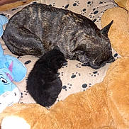 Ulice a rejoint le concours — aidez-le/la à gagner de superbes lots ! dog, kitten, sleeping, blanket, paw_prints, plush_toy, stuffed_animal, brown, black, blue, cozy, indoor, nap, animal, pet, cute, small, large, fur, resting