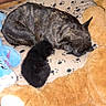 dog, kitten, sleeping, blanket, paw_prints, plush_toy, stuffed_animal, brown, black, blue, cozy, indoor, nap, animal, pet, cute, small, large, fur, resting