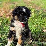 Atchoum participe au concours pour gagner de l'argent avec cette photo : black_fur, bokeh, close_up, collar, cute, dog, fur, grass, greenery, leash, metal_clip, outdoors, paws, portrait, puppy, red_collar, sitting, tan_markings, white_marking, young