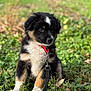 black_fur, bokeh, close_up, collar, cute, dog, fur, grass, greenery, leash, metal_clip, outdoors, paws, portrait, puppy, red_collar, sitting, tan_markings, white_marking, young