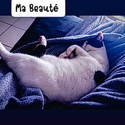 Lya Taco Luna participe au concours pour gagner de l'argent avec cette photo : animal, bed, bedroom, blanket, cat, clothing, computer, couch, cushion, electronics, furniture, indoors, kitten, pants, person, pet, quilt, room, siamese, sleeping
