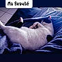 animal, bed, bedroom, blanket, cat, clothing, computer, couch, cushion, electronics, furniture, indoors, kitten, pants, person, pet, quilt, room, siamese, sleeping