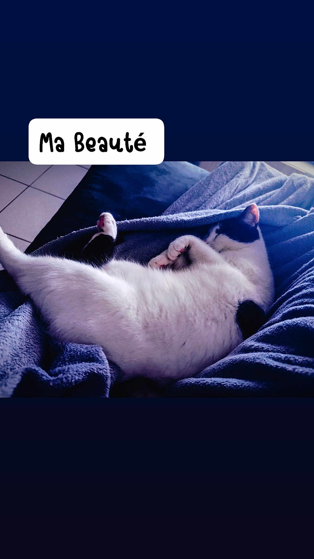 Lya Taco Luna participe au concours pour gagner de l'argent avec cette photo : animal, bed, bedroom, blanket, cat, clothing, computer, couch, cushion, electronics, furniture, indoors, kitten, pants, person, pet, quilt, room, siamese, sleeping