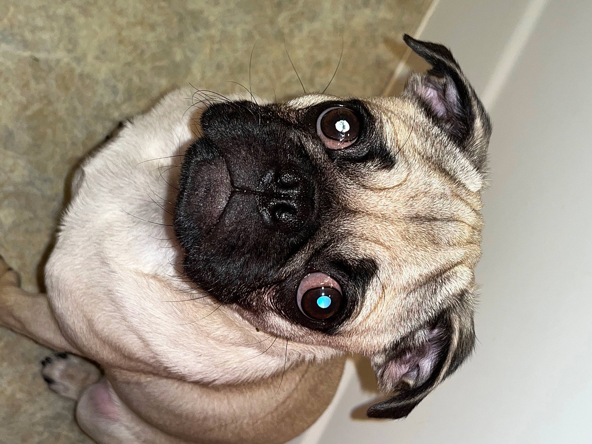 Cooper is registered to the contest to win money with this photo: cameras_optics, canidae, carnivore, collar, companion_dog, dog, dog_breed, dog_collar, ear, eyewear, fawn, head, human_body, iris, snout, sporting_group, toy_dog, whiskers, working_animal, wrinkle